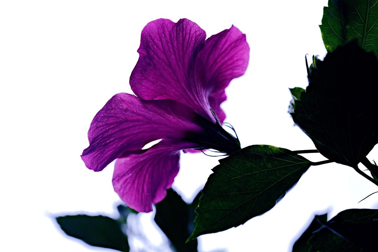 1280x853 Hibiscus Purple