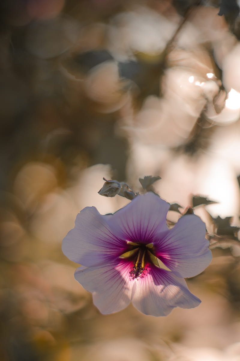 800x1200 White and purple hibiscus flower, HD phone wallpaper