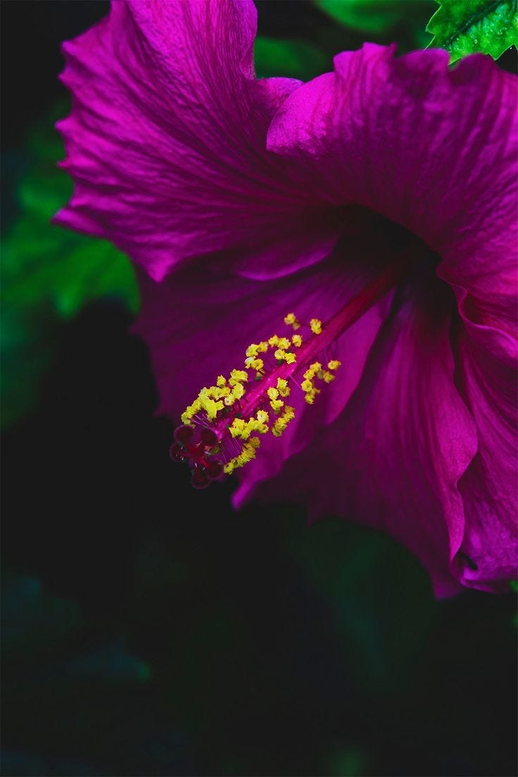 736x1104 The Ending I Deserve. Original Story: Purple Hibiscus by.