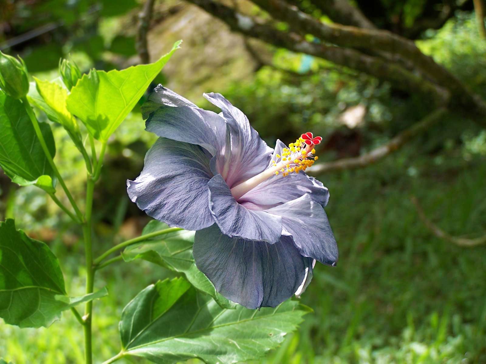 1600x1200 Purple Hibiscus
