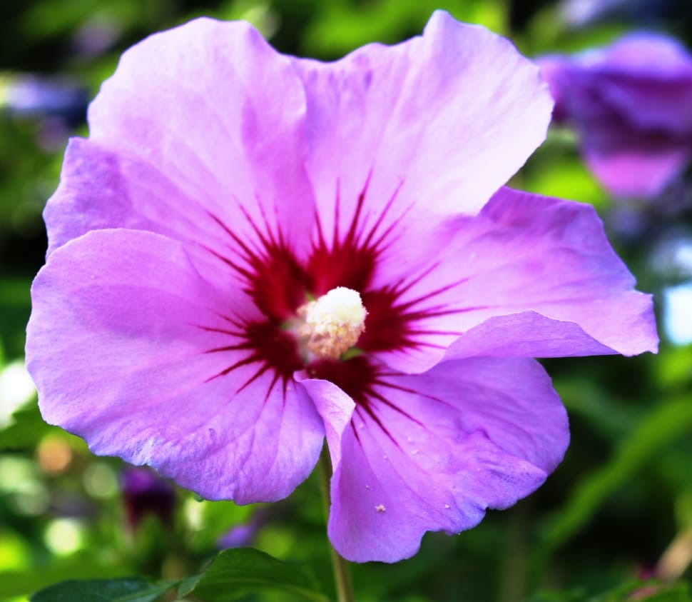 970x843 purple hibiscus flower free image