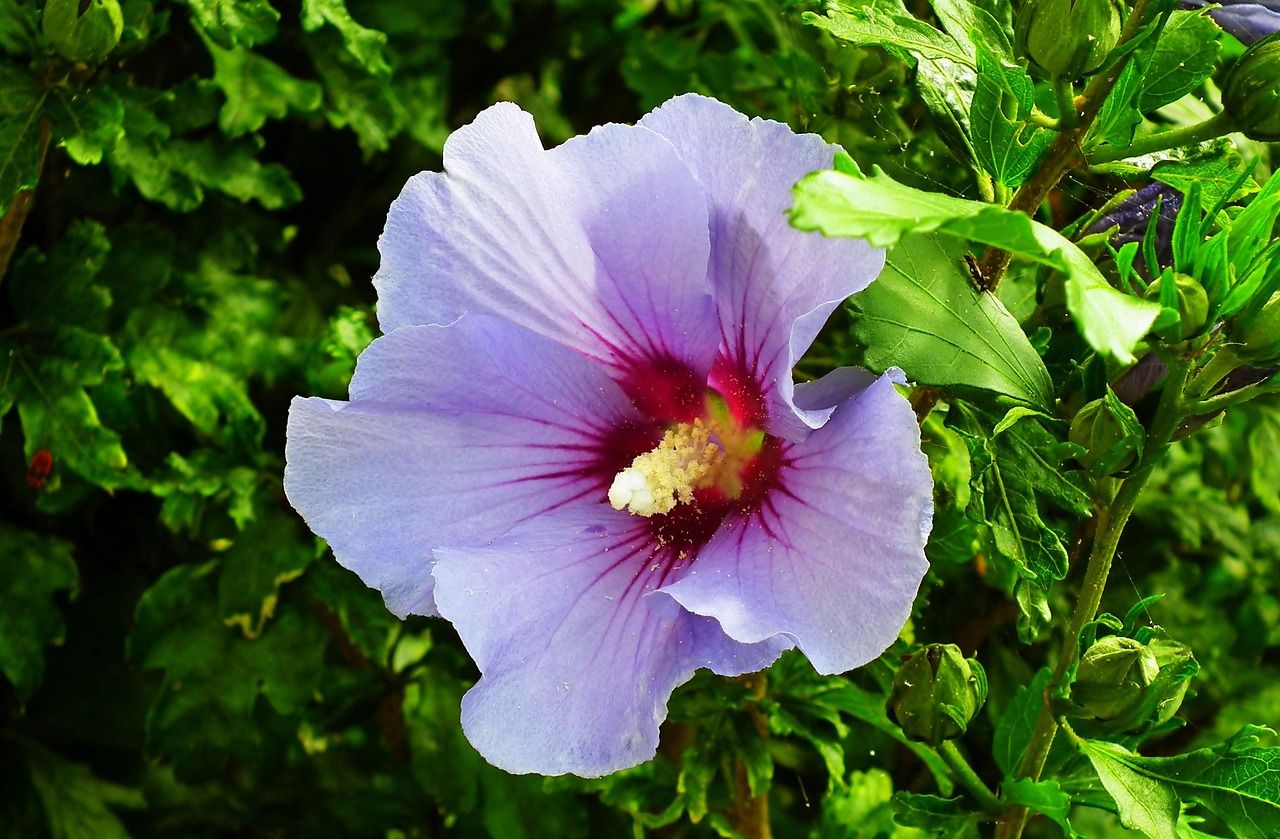 1280x839 Flower Hibiscus Syriacus