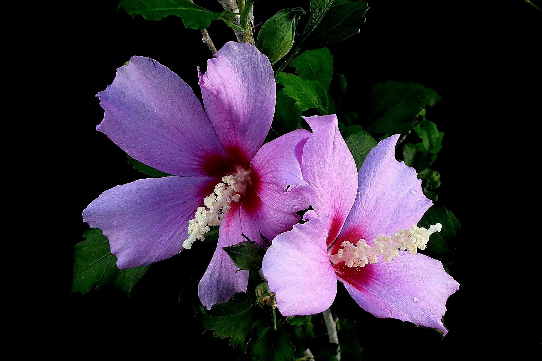 1800x1200 Hibiscus Blossom HD: Vibrant Pink Flower Close Up In Nature