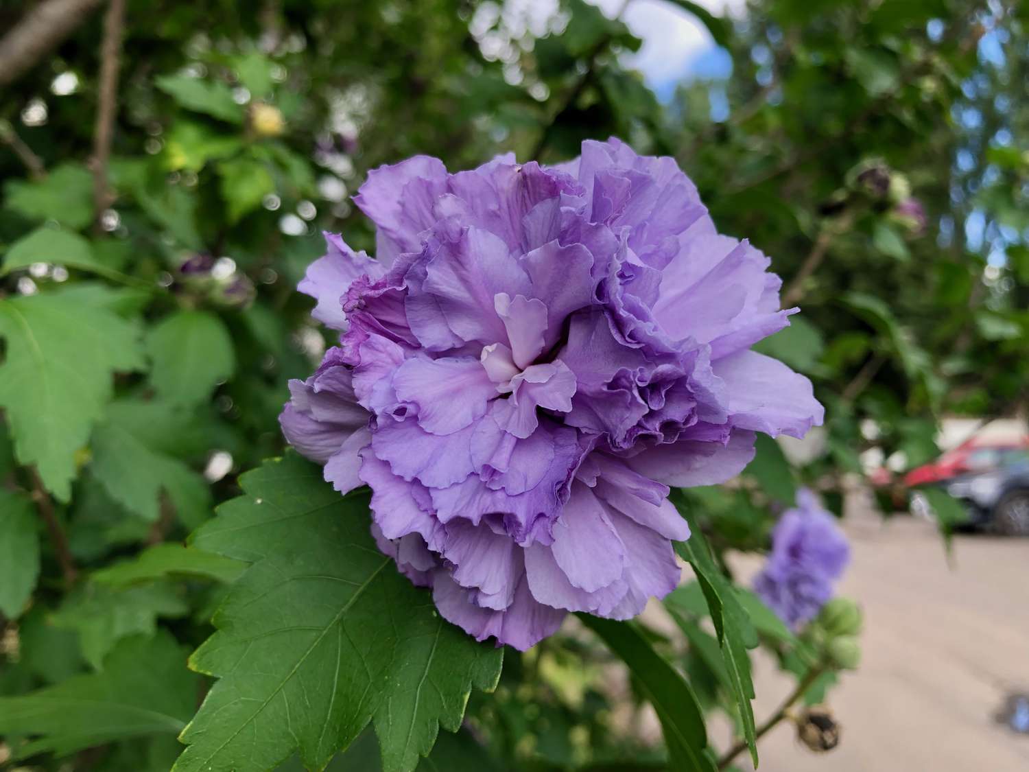1500x1125 Types of Hibiscus You Should Grow in Your Garden