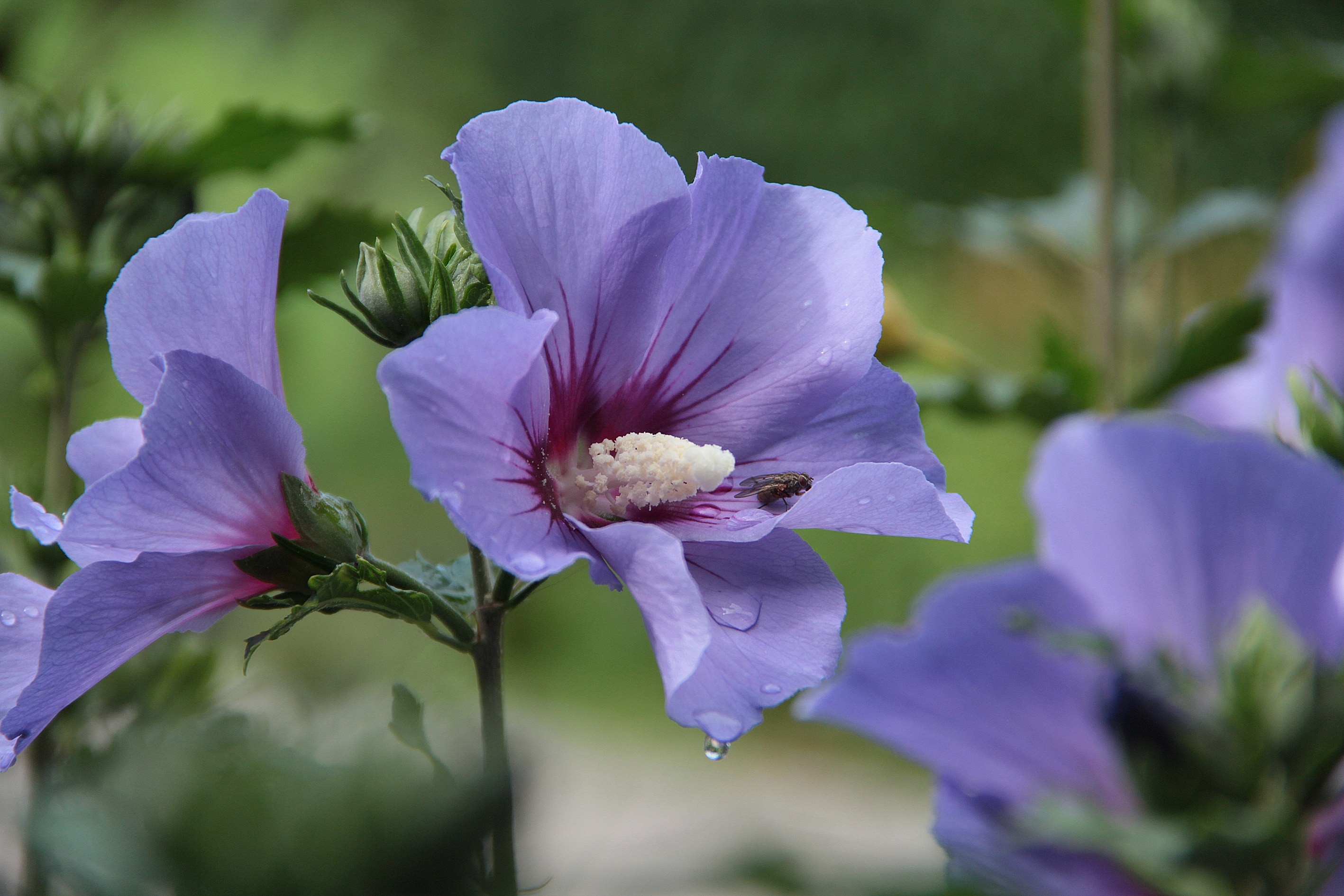 2835x1890 Pink, Mallow, Blossom, Bloom, Hibiscus, flower, purple free image