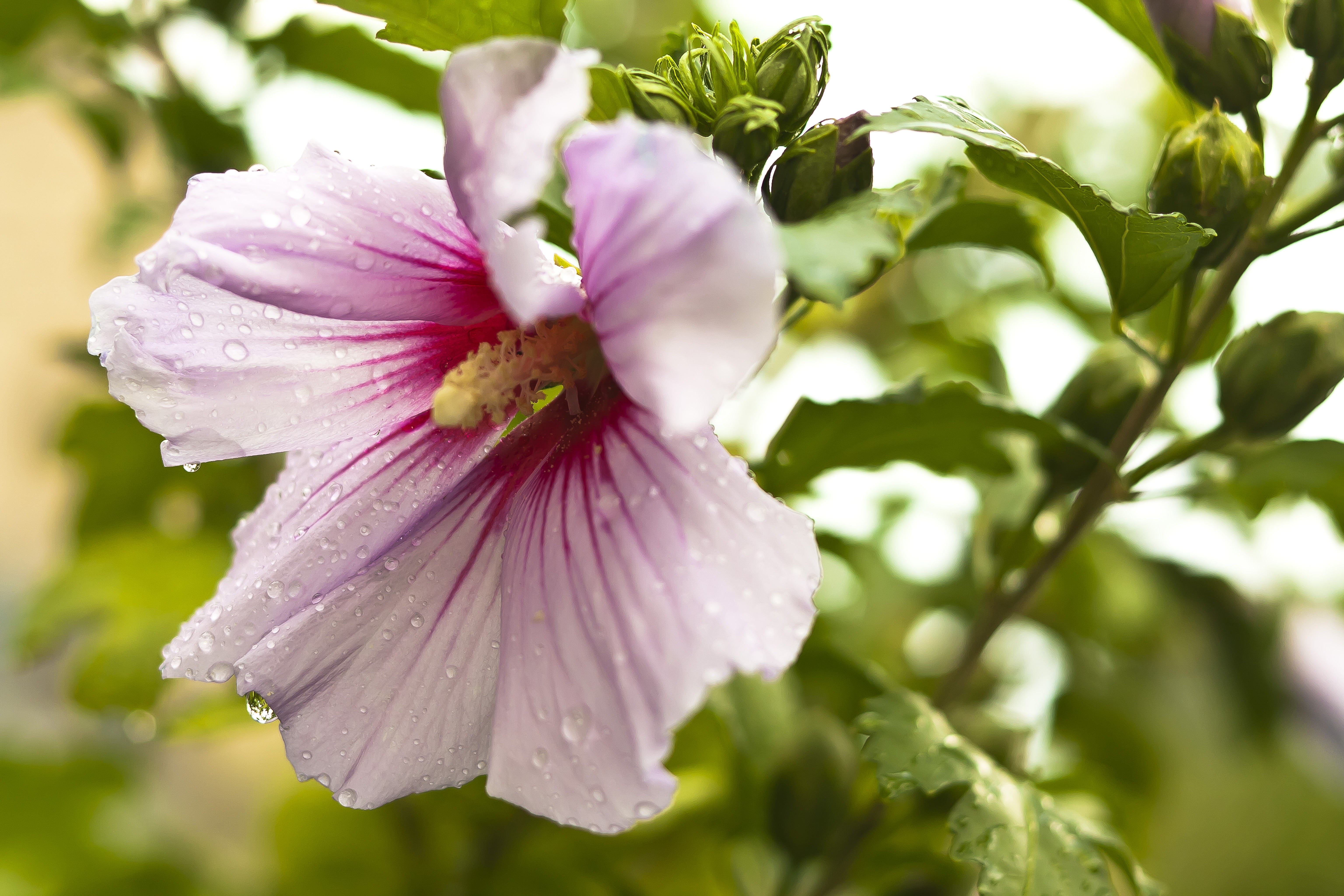6144x4096 purple hibiscus flower free image