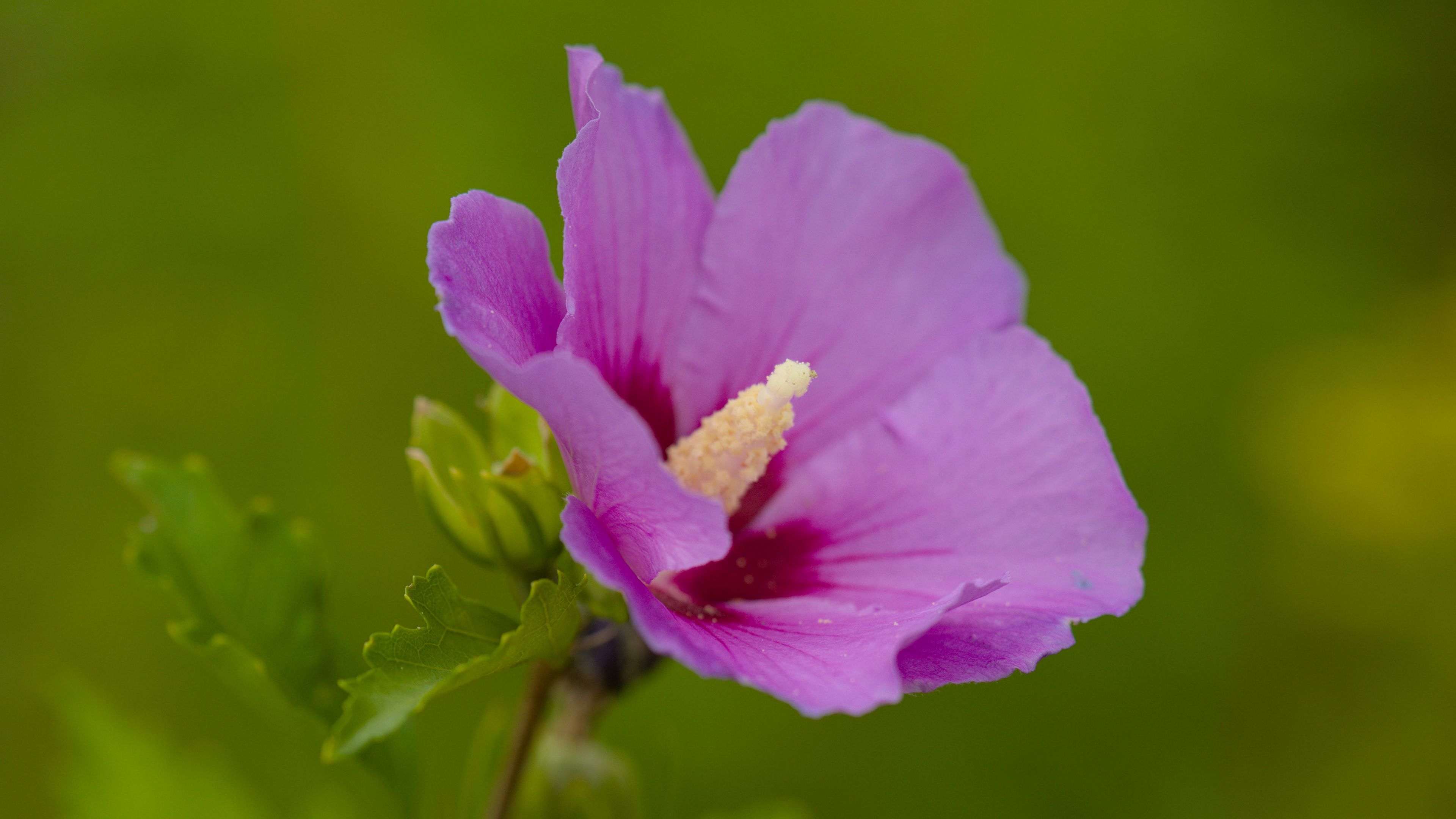 3840x2160 Download wallpaper 3840x2160 hibiscus, flower, petals, macro, blur 4k uhd 16:9 HD background