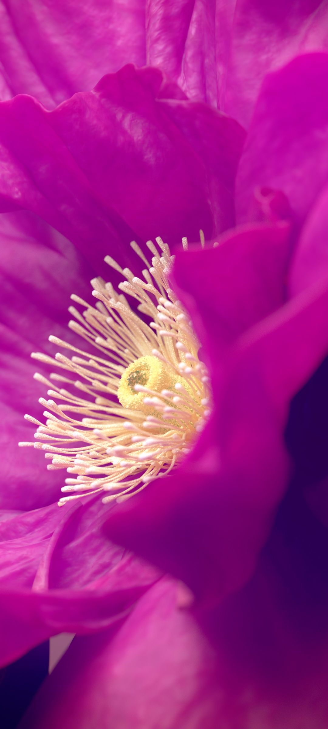 1080x2400 Hibiscus flowers Wallpaper 4K, Pink flower, Macro