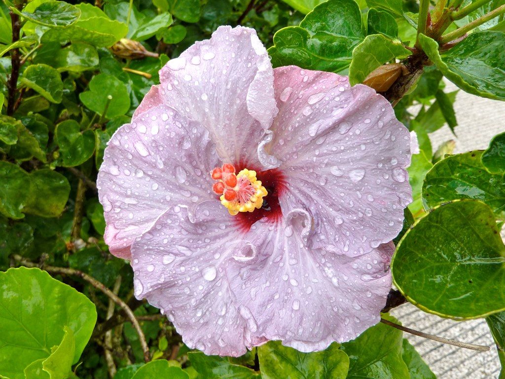 1024x768 Purple Hibiscus Okinawa Cave Park, Japan
