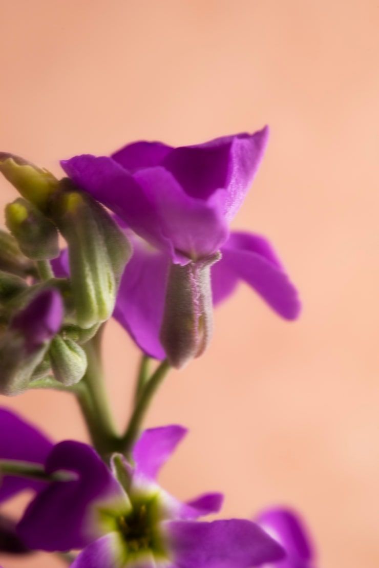 740x1109 Purple hibiscus Image