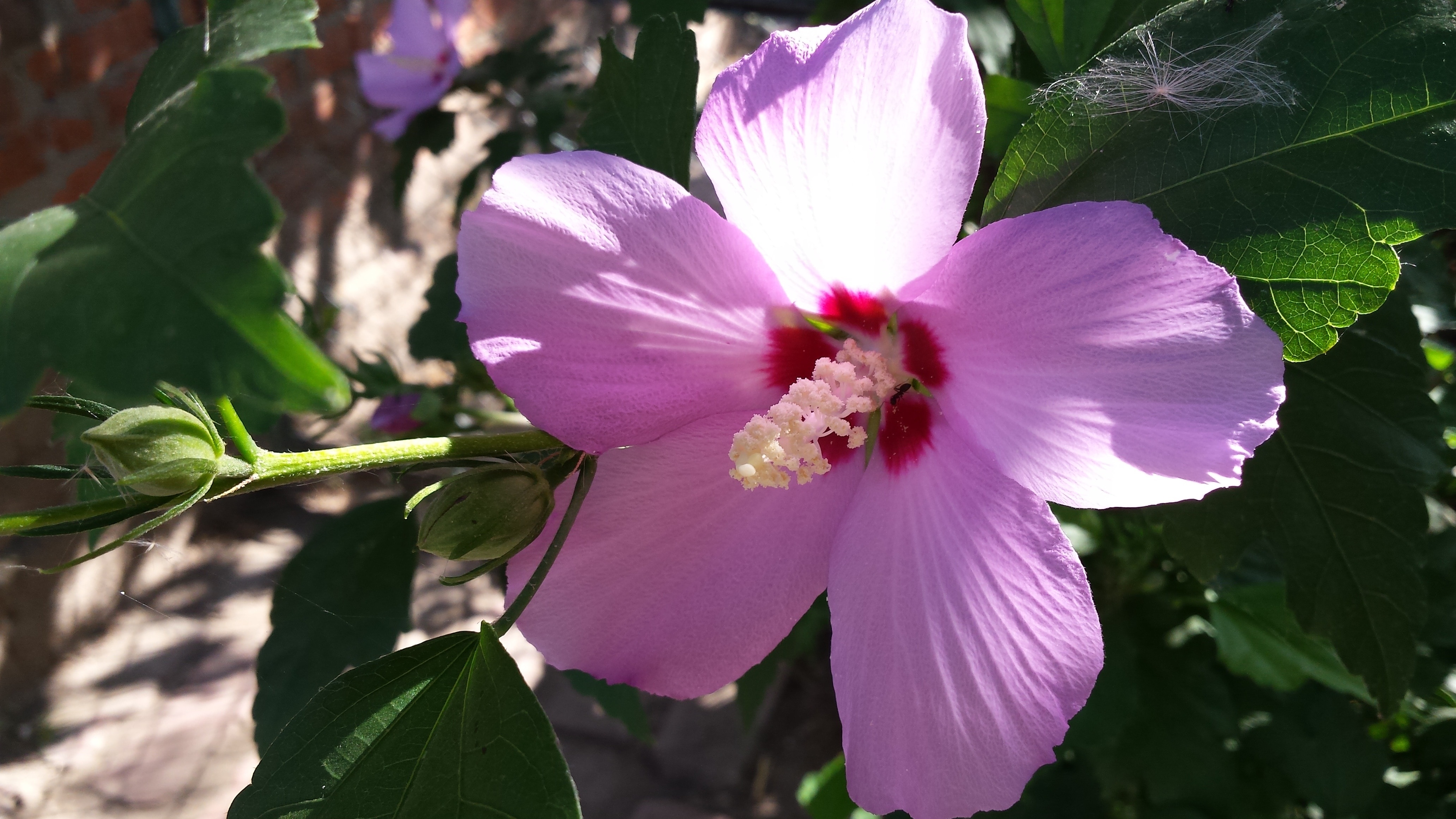 4128x2322 Online crop. purple hibiscus flower