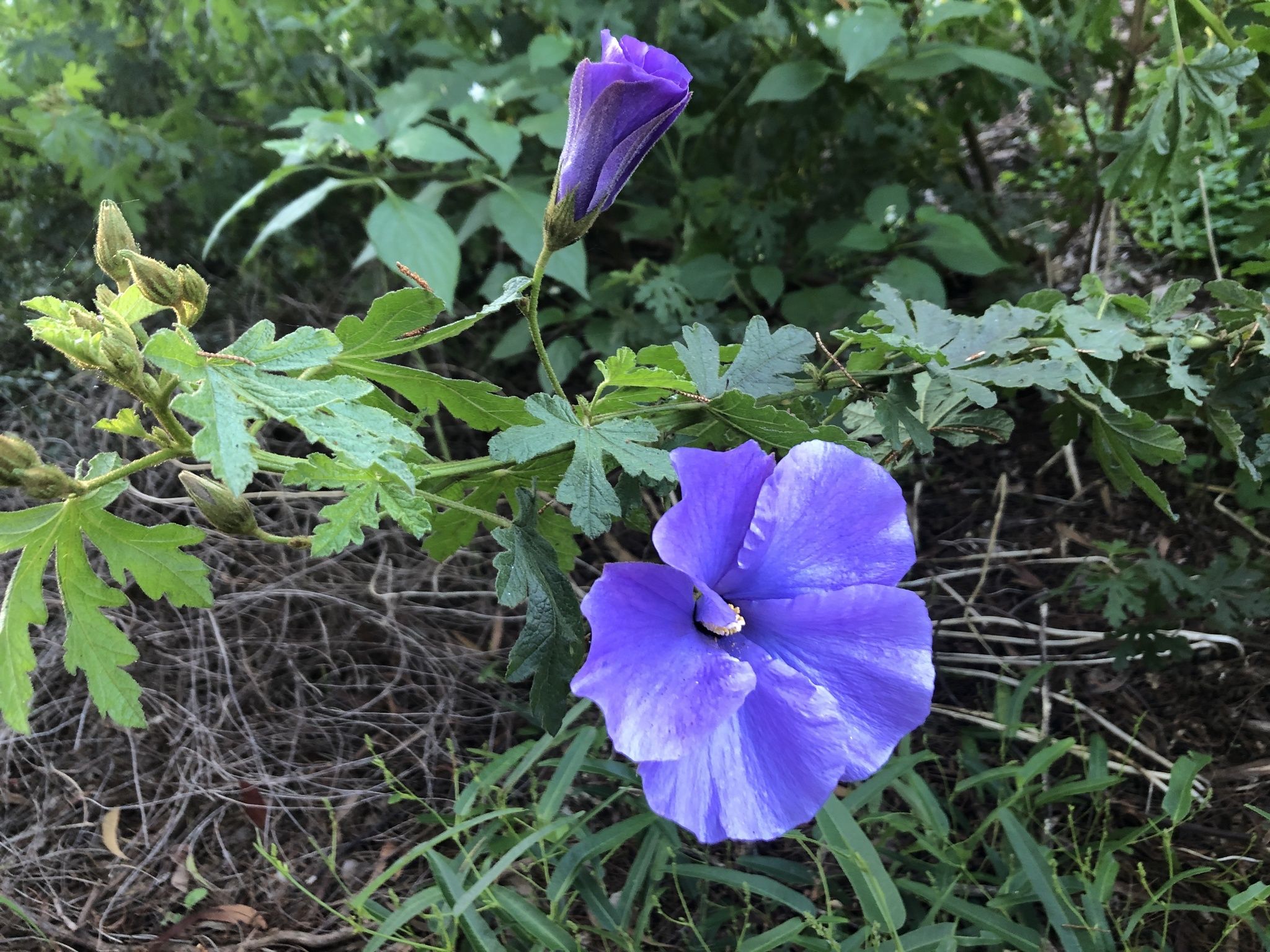 2048x1536 Lilac Hibiscus • ReWild Perth