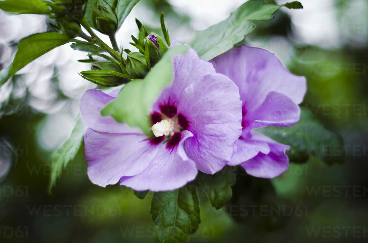 1232x816 Germany, Baden Wuerttemberg, Violet Hibiscus Flower, Hibiscus Syriacus