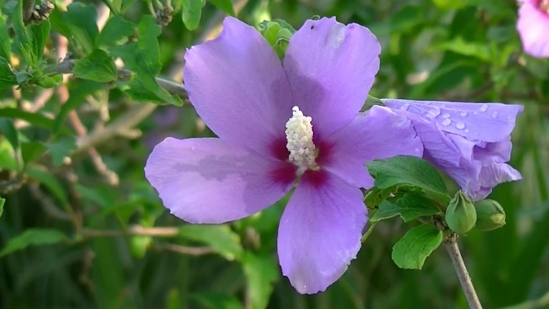 1920x1080 Purple Hibiscus Flower. Free HD Stock Video Footage