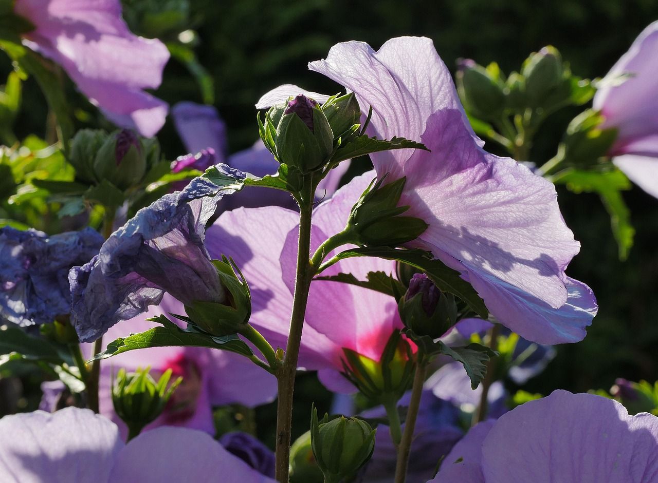 1280x941 Free Hibiscus Bleu & Hibiscus Image