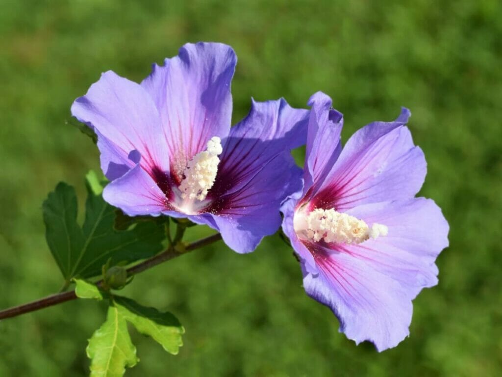 1024x768 Stunning Varieties of Purple Hibiscus