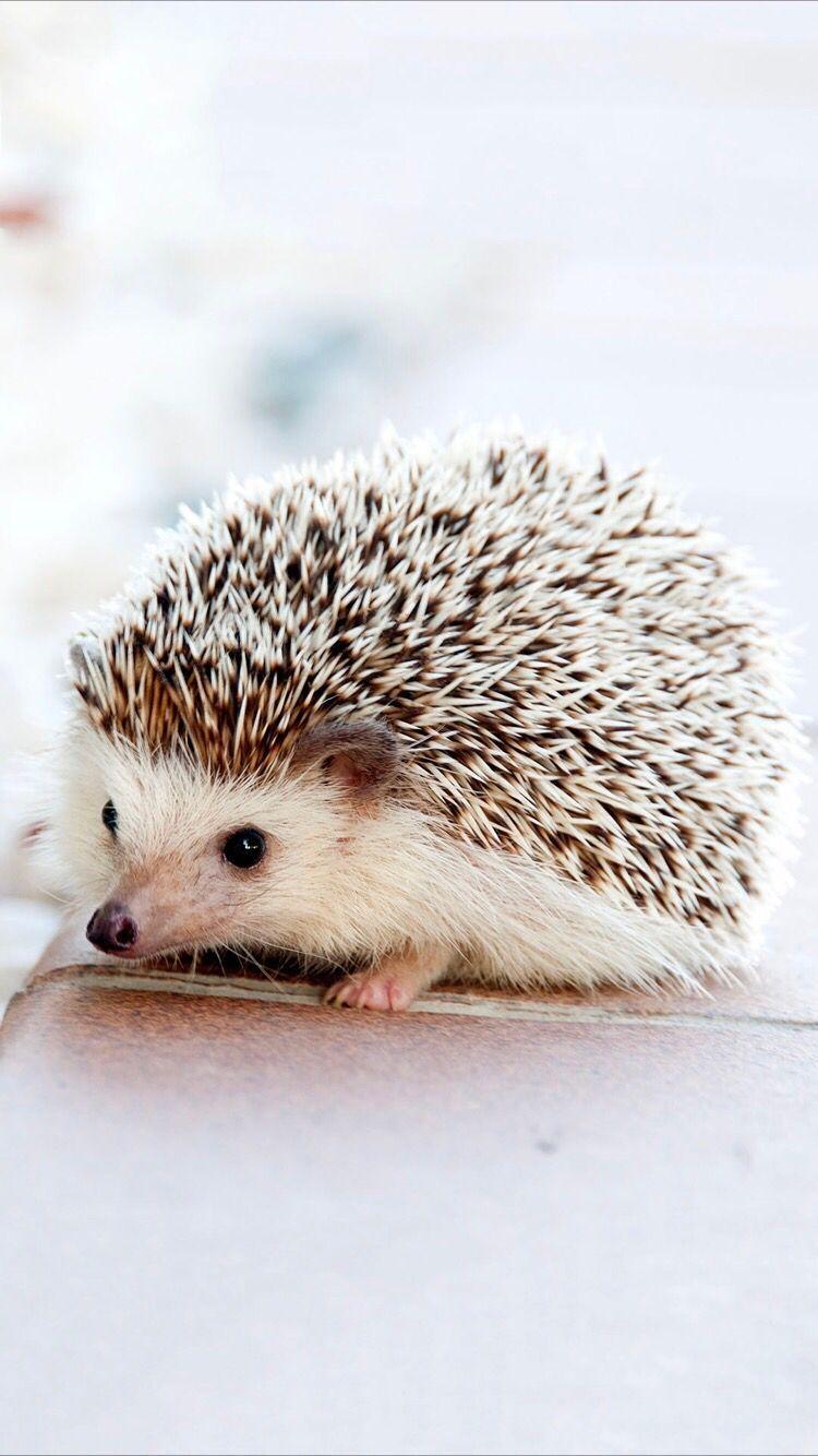 Cute Hedgehog Wallpapers - Top Free Cute Hedgehog Backgrounds