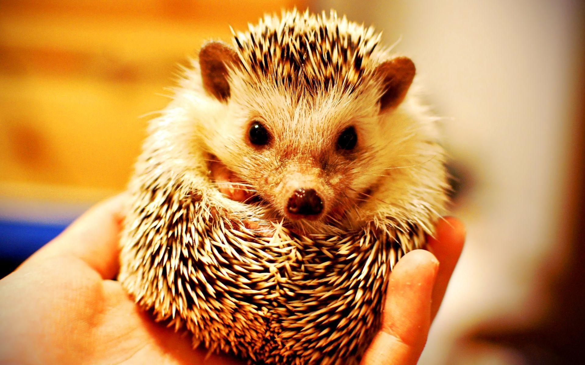 Baby Hedgehog Wallpapers Top Free Baby Hedgehog Backgrounds Baby Hedgehog Wallpapers Top Free Baby Hedgehog Backgrounds