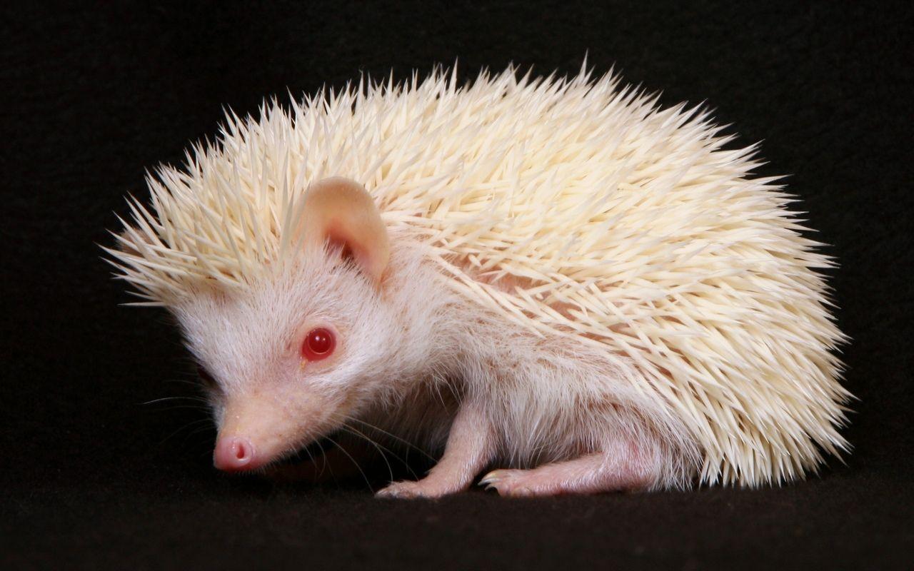 1280x800 Baby Cute Animal wallpaper. Animaux albinos, Hérisson albinos