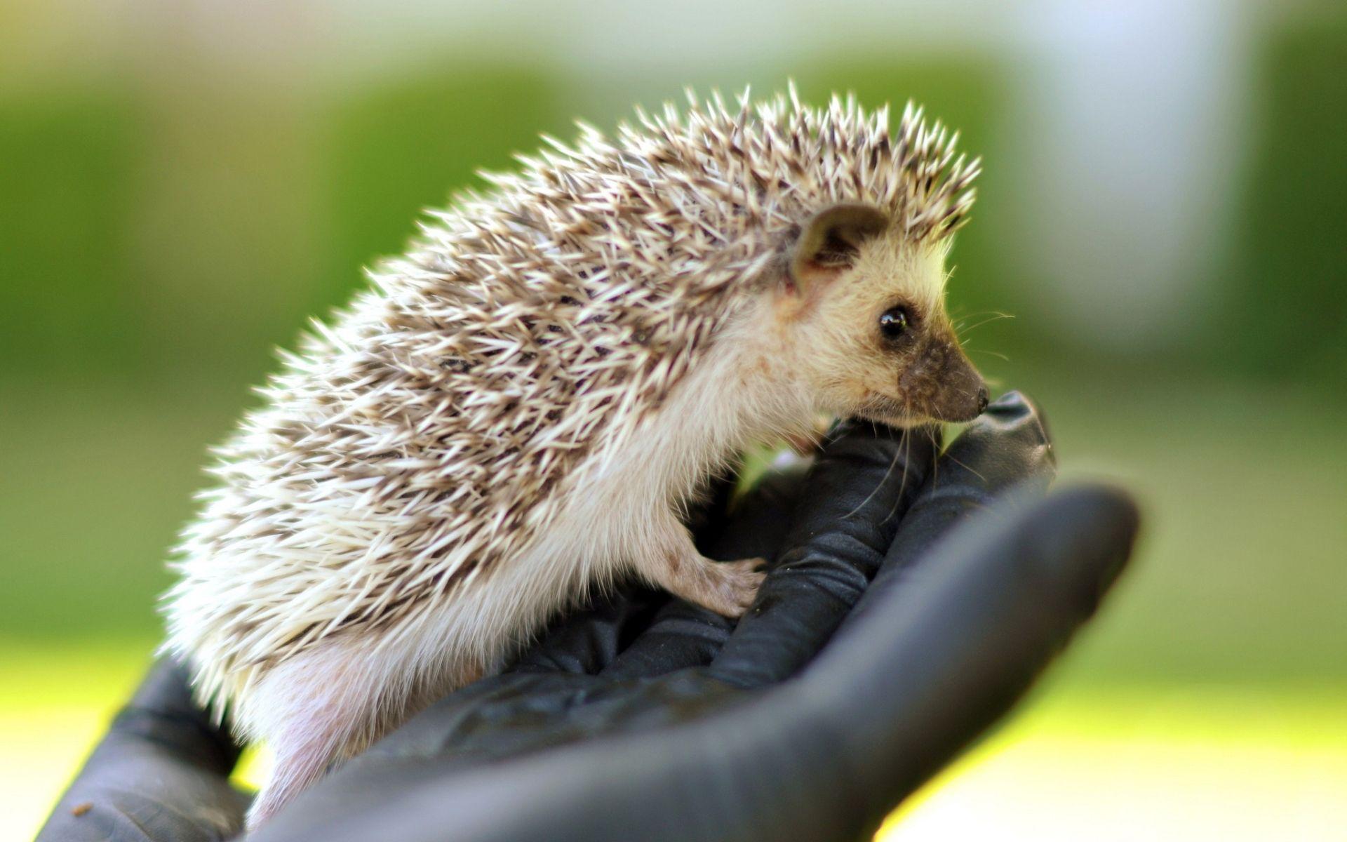 Baby Hedgehog Wallpapers Top Free Baby Hedgehog Backgrounds