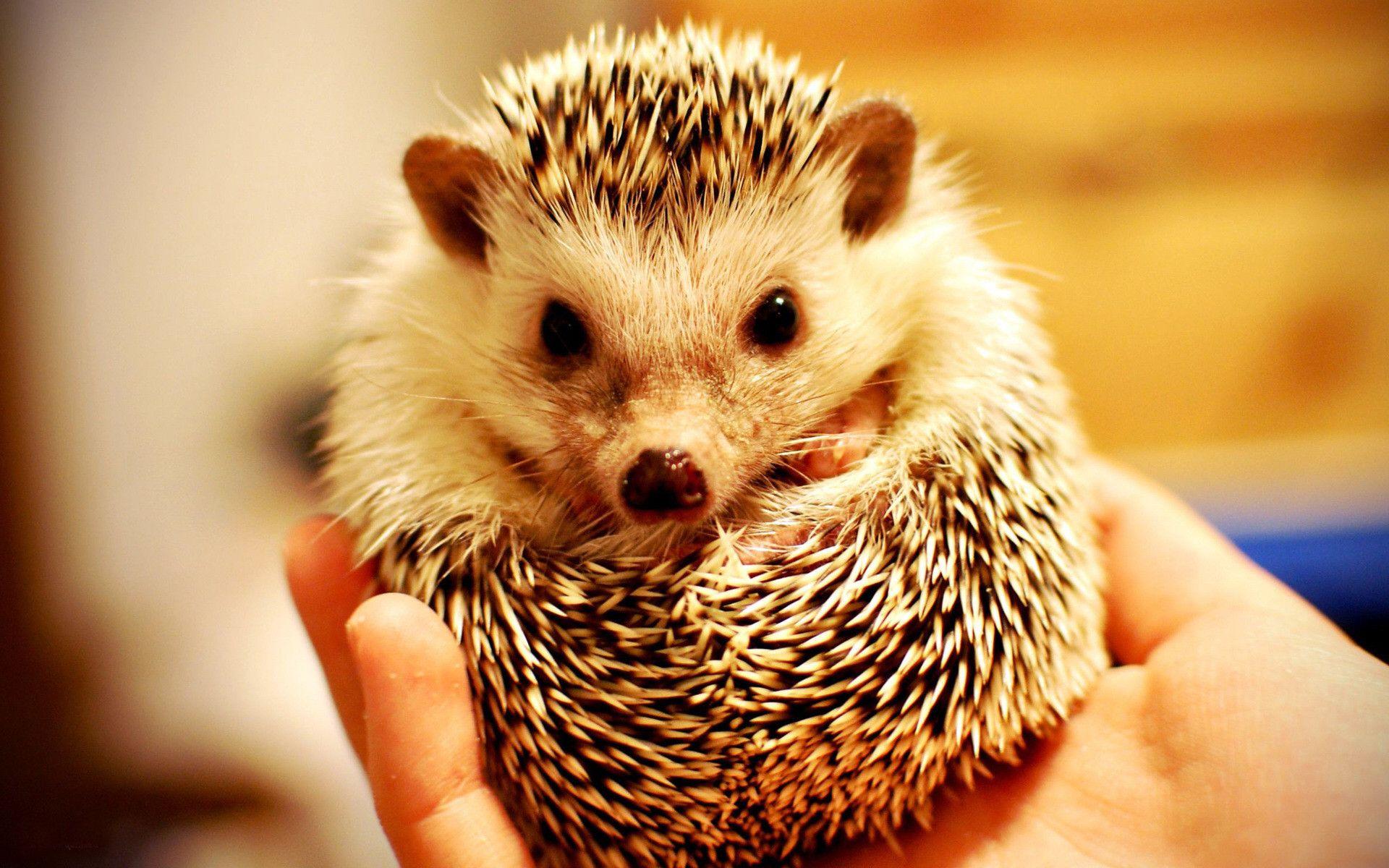 Baby Hedgehog Wallpapers - Top Free Baby Hedgehog Backgrounds ...