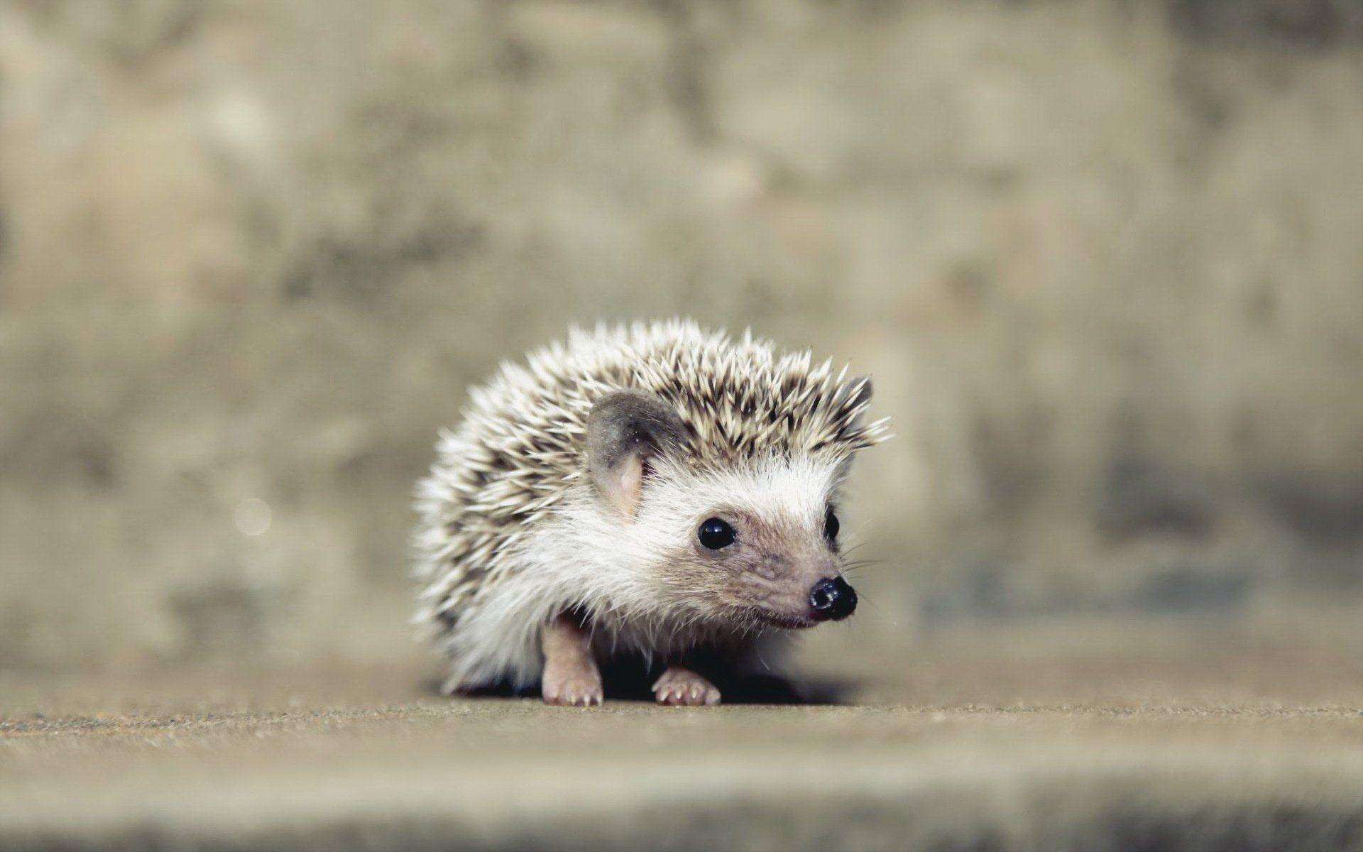 1920x1200 hedgehog, Baby, Animal Wallpaper HD / Desktop and Mobile Background