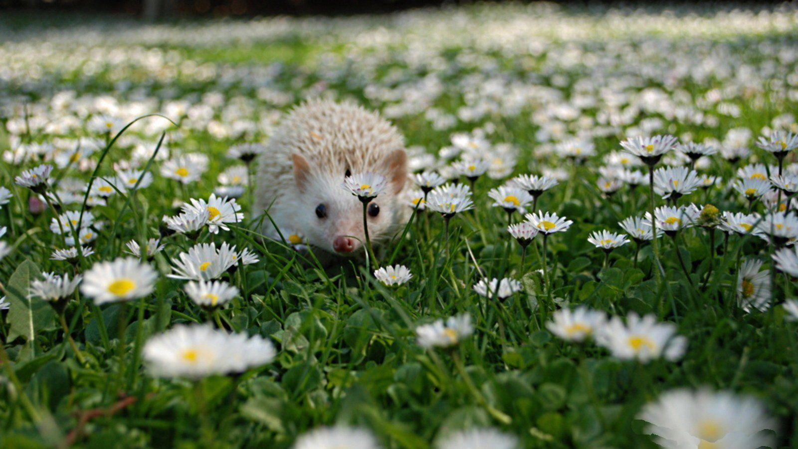 1600x900 Hedgehog HD Wallpaper and Background Image