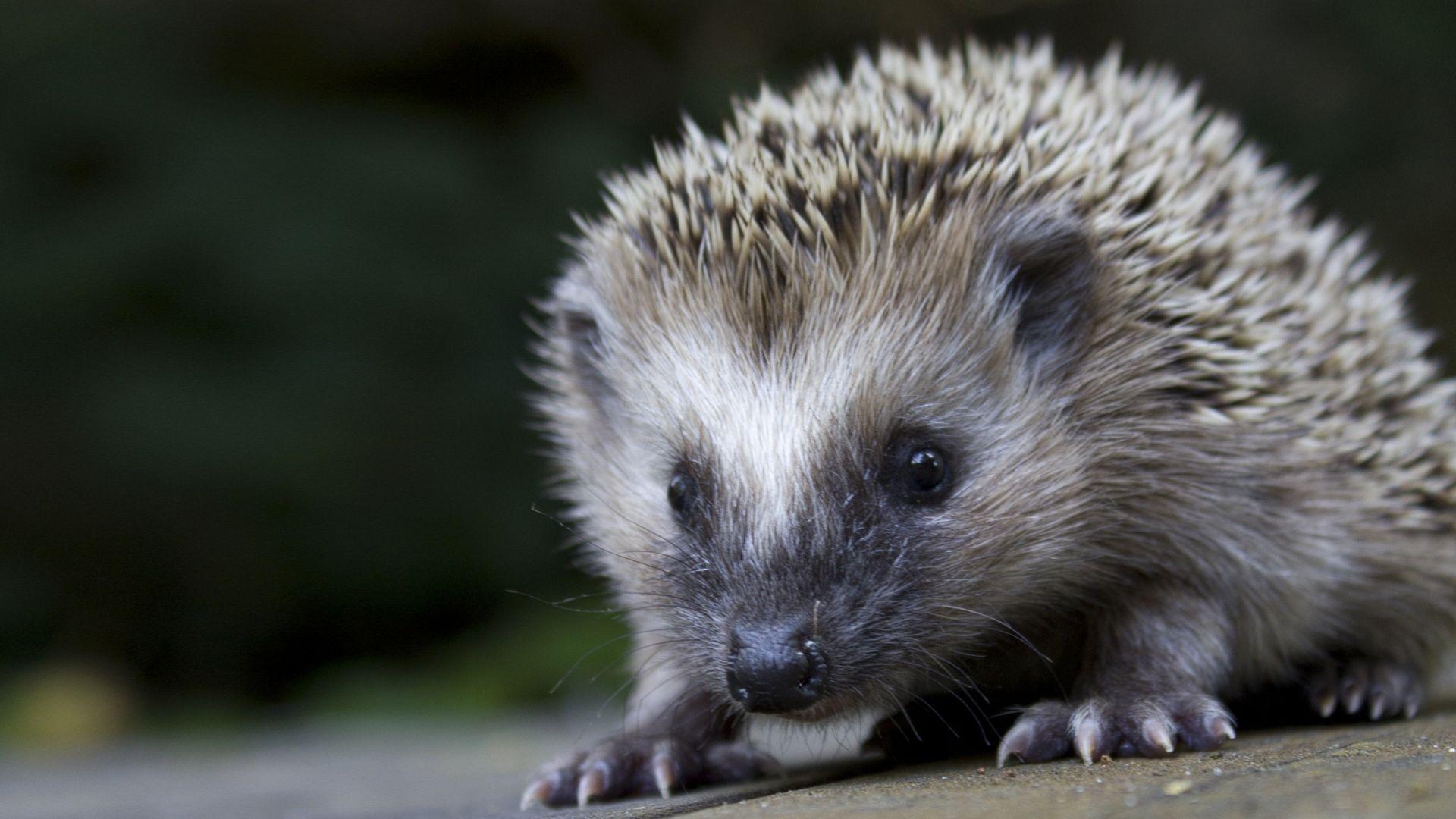1920x1080 Hedgehogs Wallpaper