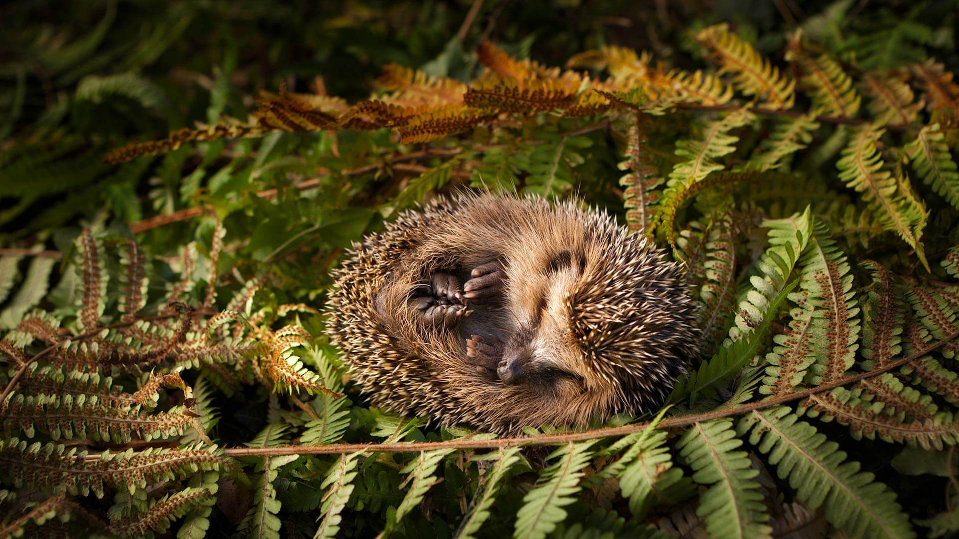 1920x1080 Sleep tight, little hedgehog