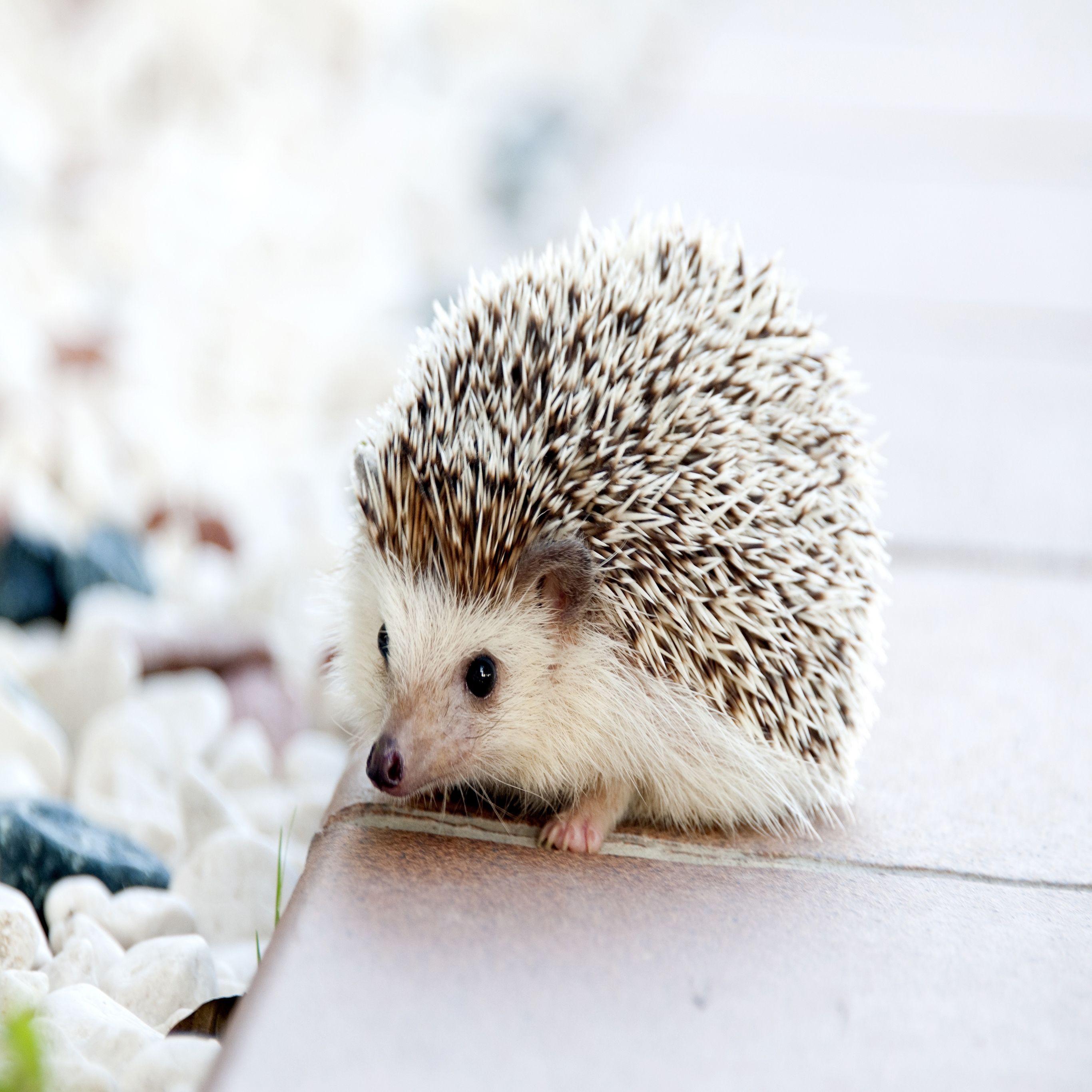 2732x2732 Hedgehog Baby iPad Wallpaper