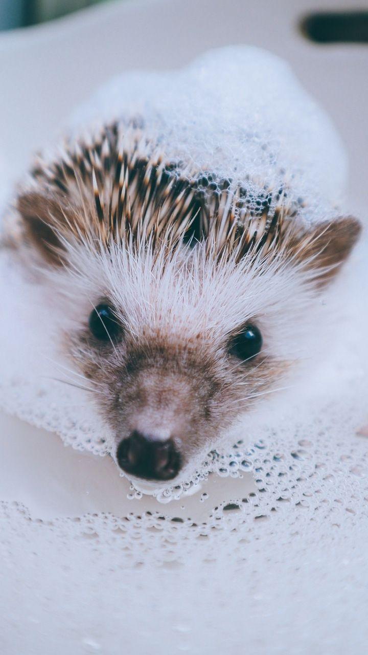 720x1280 Hedgehog, animal, water, foam, bath, 720x1280 wallpaper. Hedgehog