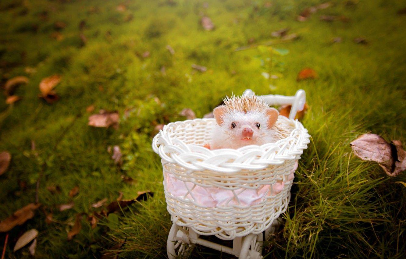 Baby Hedgehog Wallpapers - Top Free Baby Hedgehog Backgrounds ...