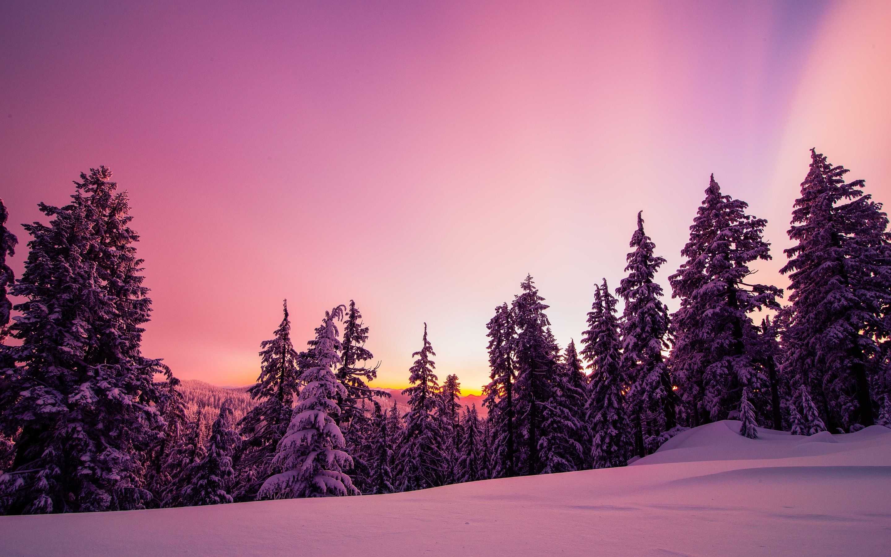 2880x1800 Winter Wallpaper 4K, Forest, Sunset, Pink background