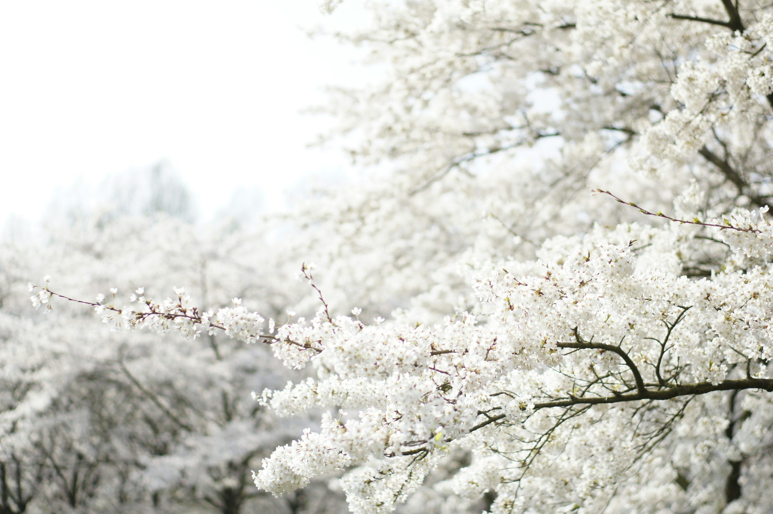 3000x1997 White Cherry Blossom Picture. Download Free Image