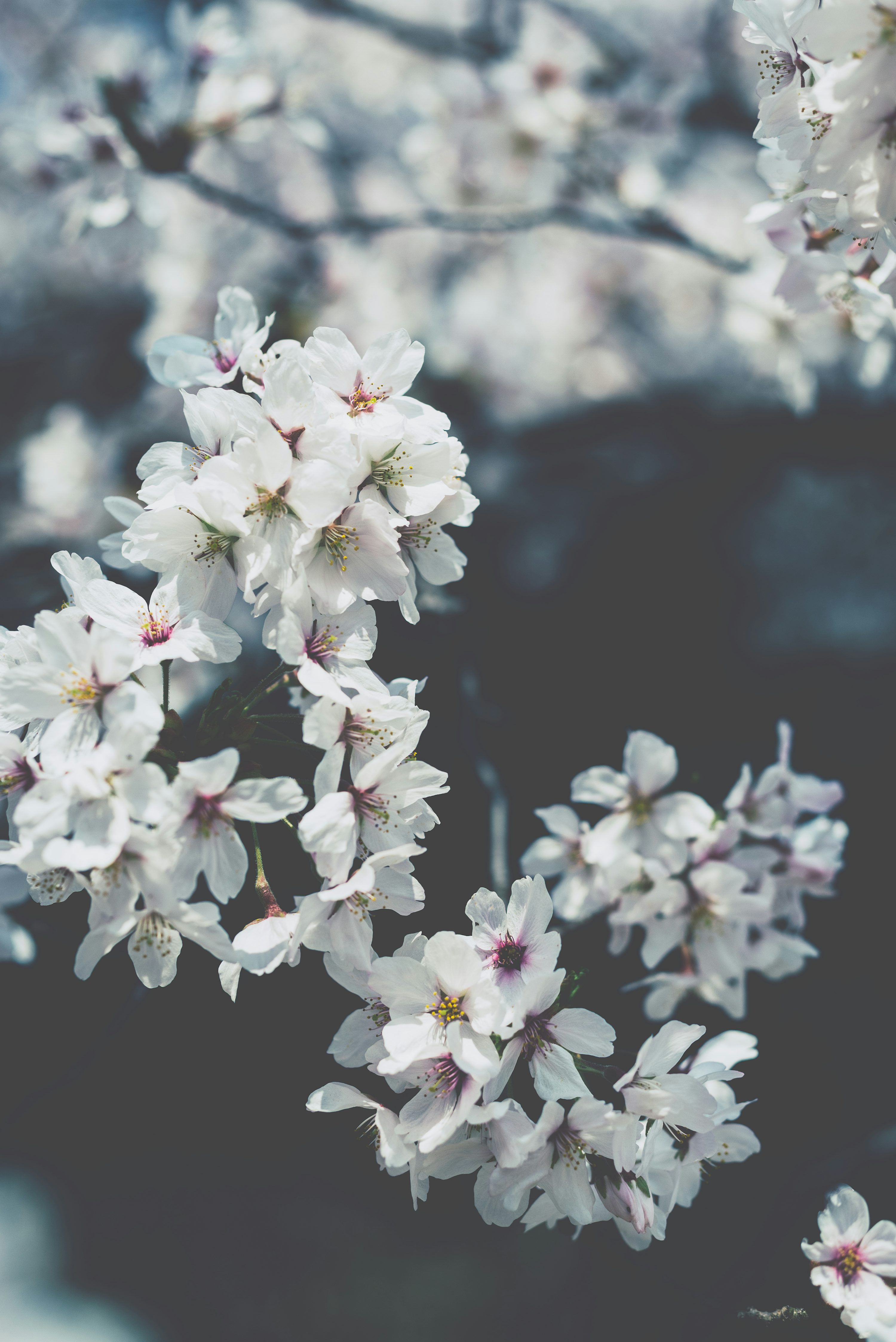 3000x4494 White flowering plant photo