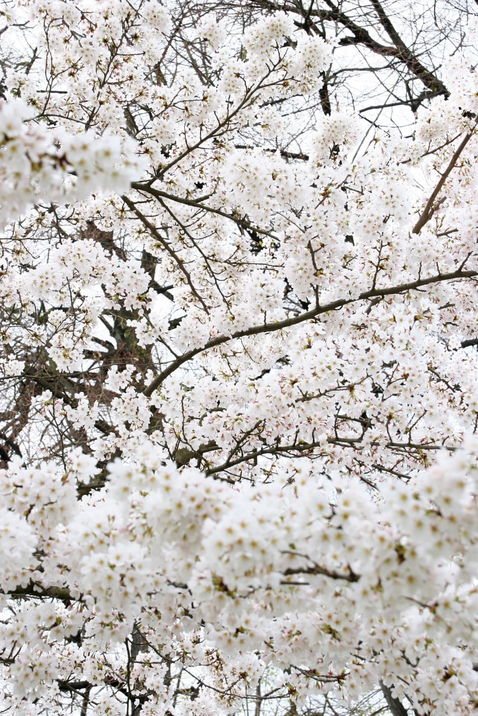 970x1452 Sakura White Wallpaper