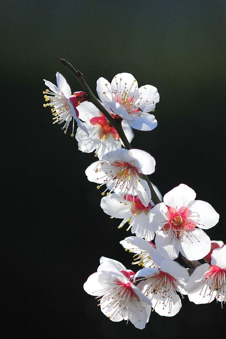 735x1102 Download White Sakura Flower Spring Wallpaper