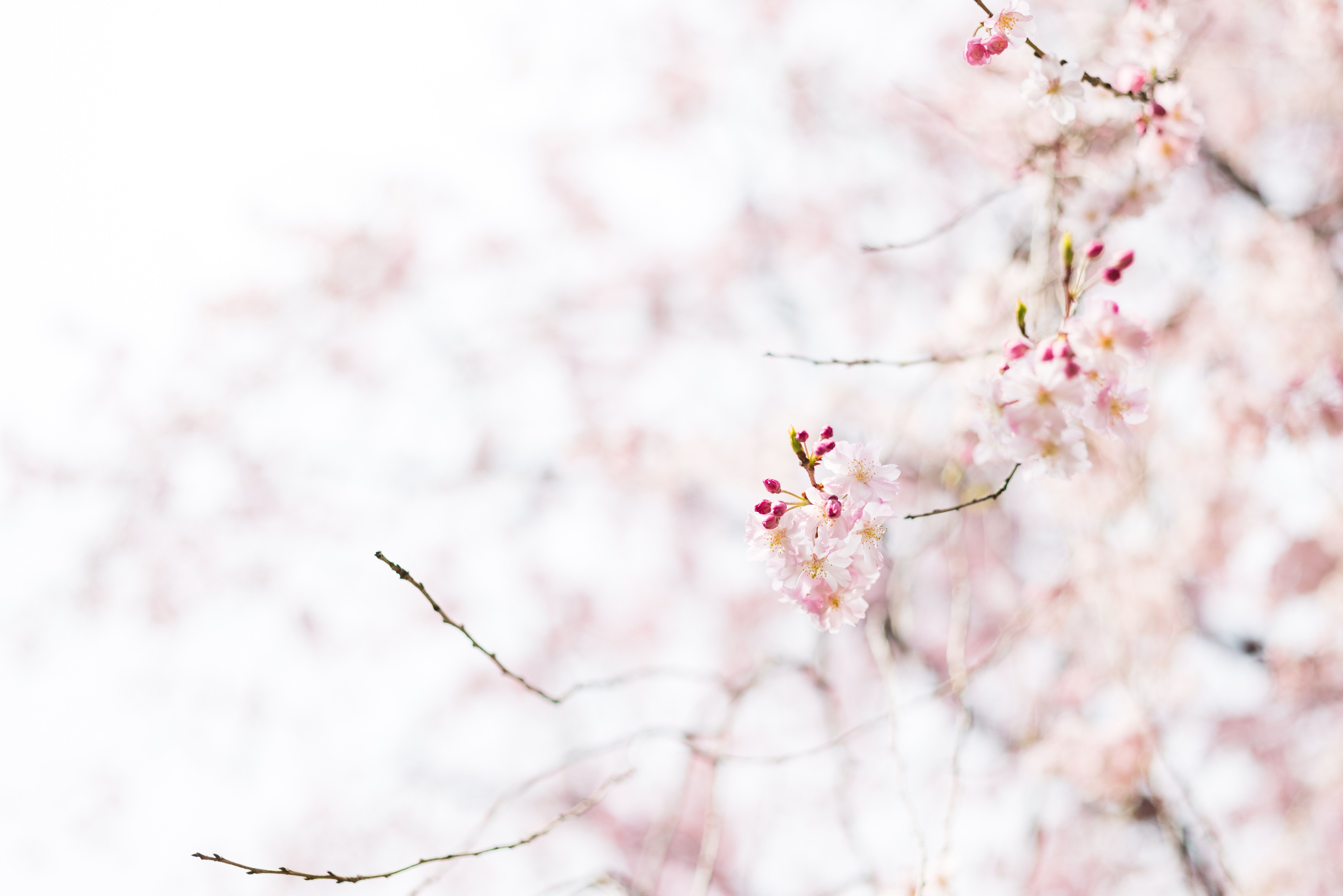 5573x3720 Sakura White Wallpaper