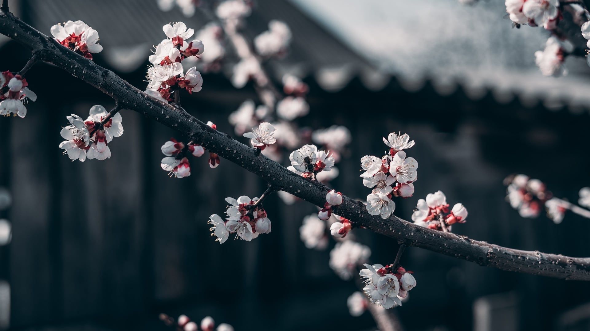 1920x1080 white sakura