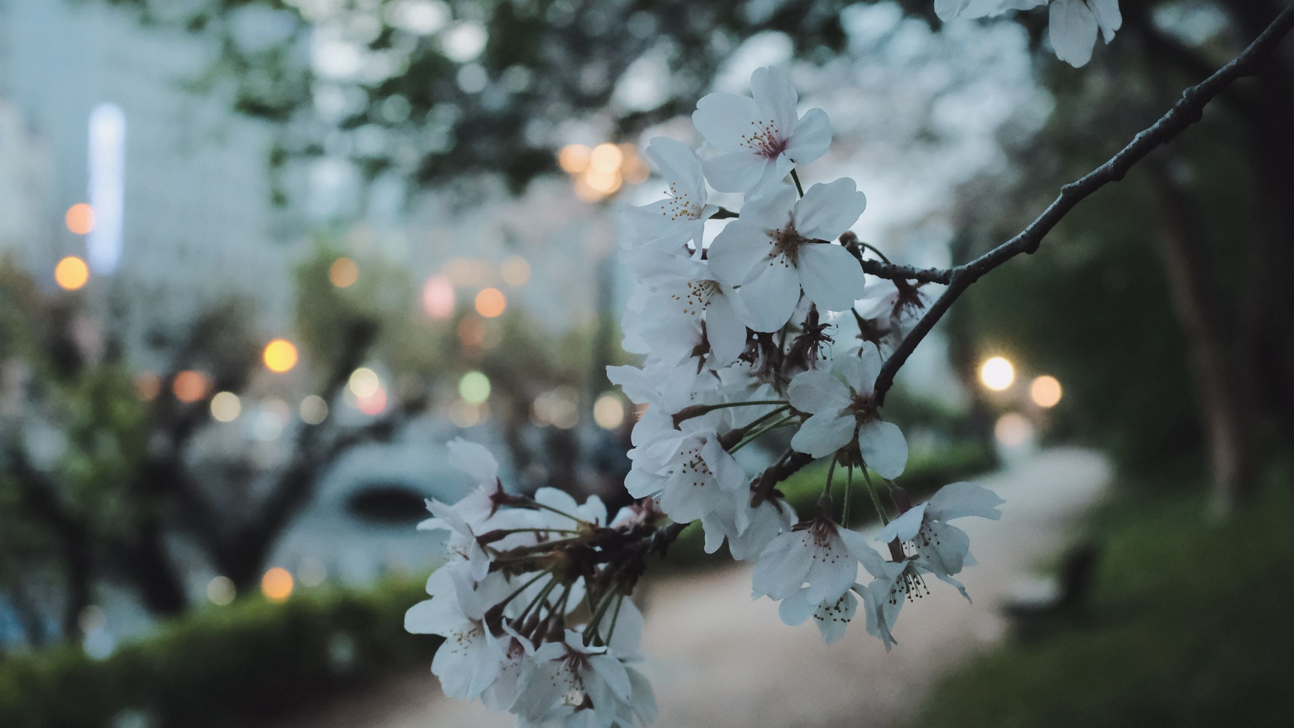 2560x1440 White Sakura Flowers Petals HD Flowers Wallpaper