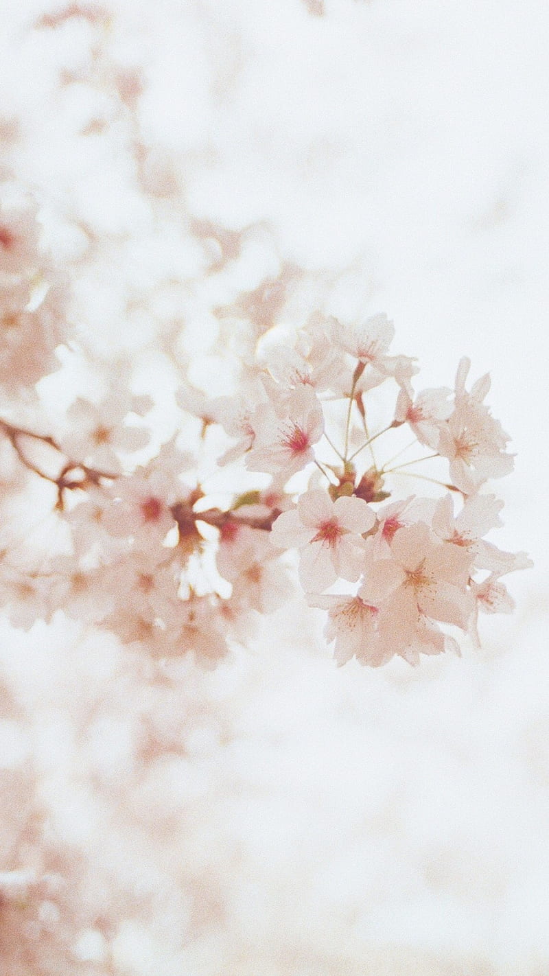 800x1422 White Cherry Flower, flowers, nature, trees, HD phone wallpaper