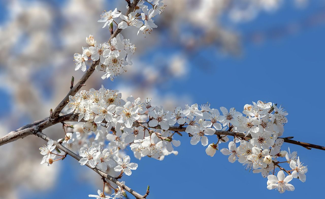 1280x782 Cherry Blossoms Sakura Flowers