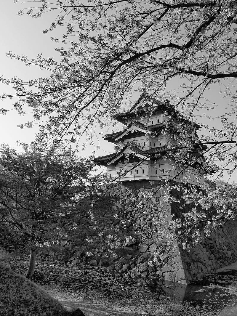 800x1067 Pagoda, sakura, spring, black and white, aesthetics, HD phone wallpaper