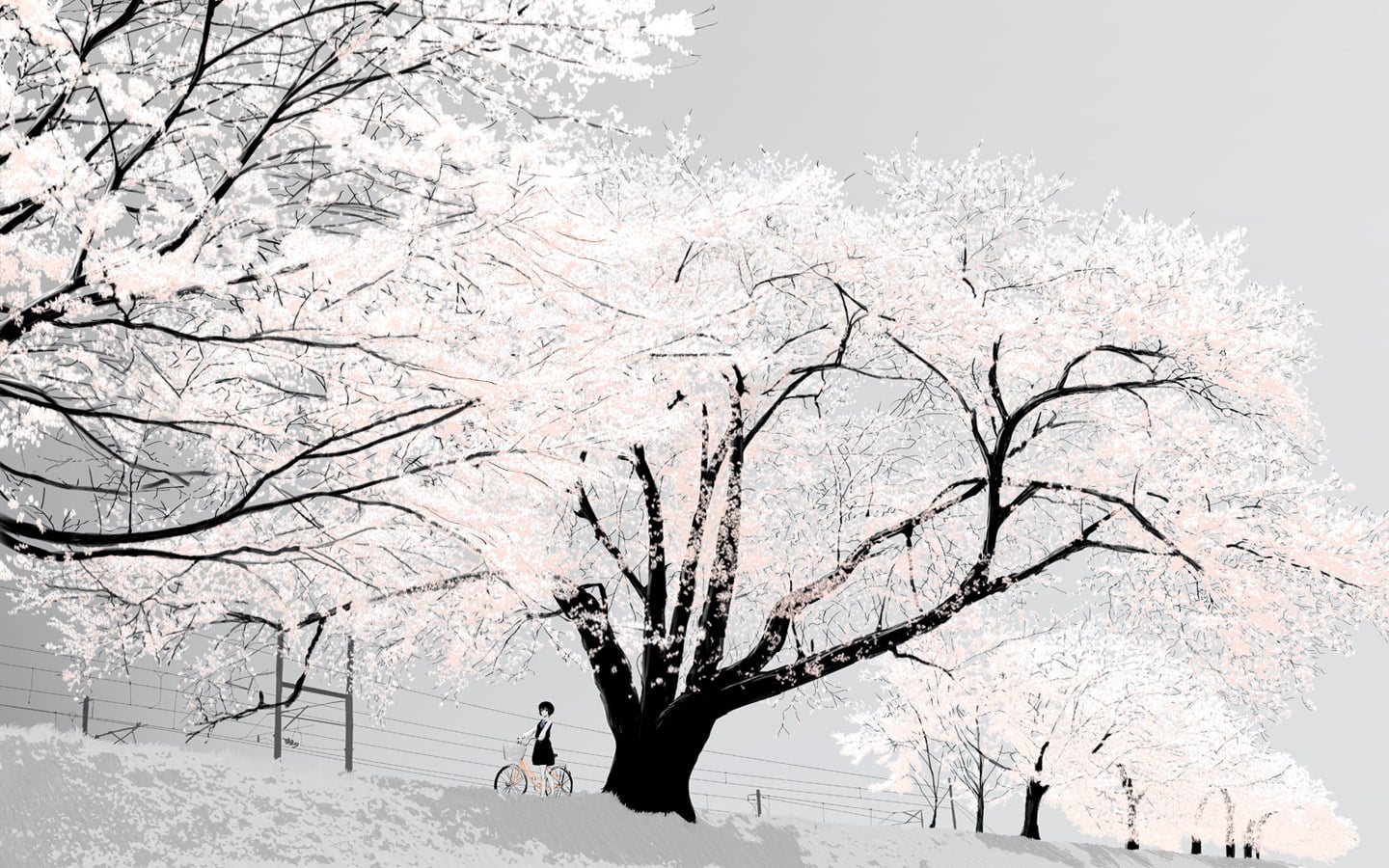 1440x900 Sakura tree, cherry blossom, Japan, bright HD wallpaper