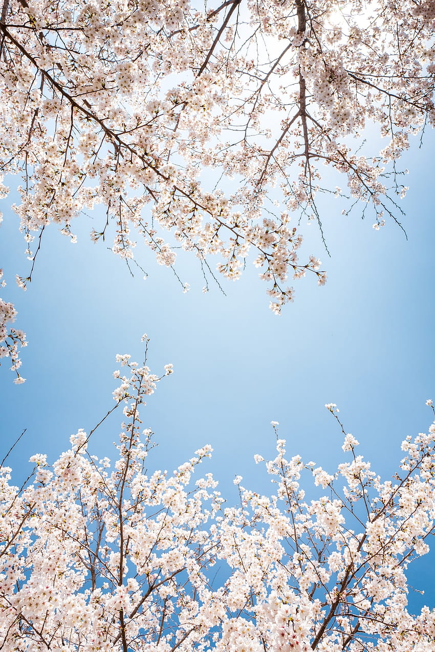 850x1275 White Cherry Blossom, White Sakura HD phone wallpaper