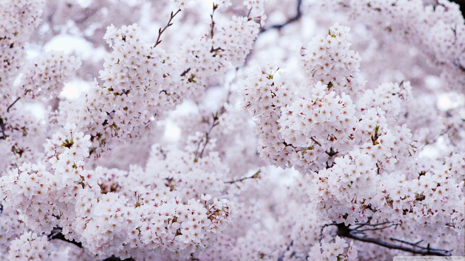 1600x900 Sakura Vintage 4K UHD Wallpaper for UltraHD Desktop and TV : Widescreen and UltraWide Display : Smartphone and Tablet Devices