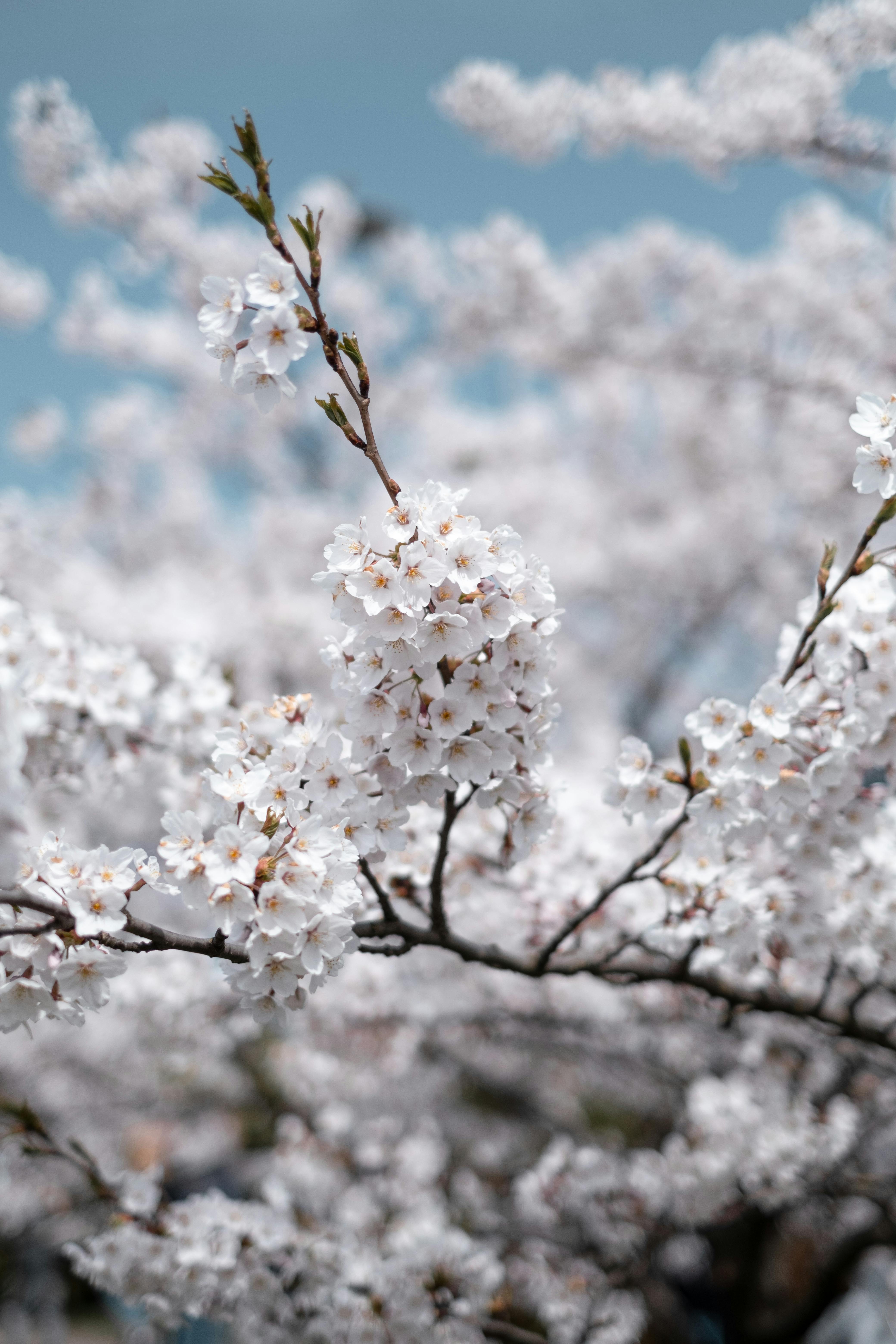 4160x6240 White Cherry Blossom in Close Up Photography · Free