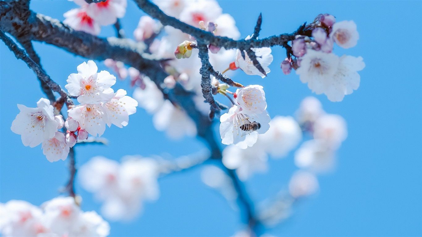 1366x768 Wallpaper Spring, sakura, white flowers, bee 1920x1080 Full HD 2K Picture, Image