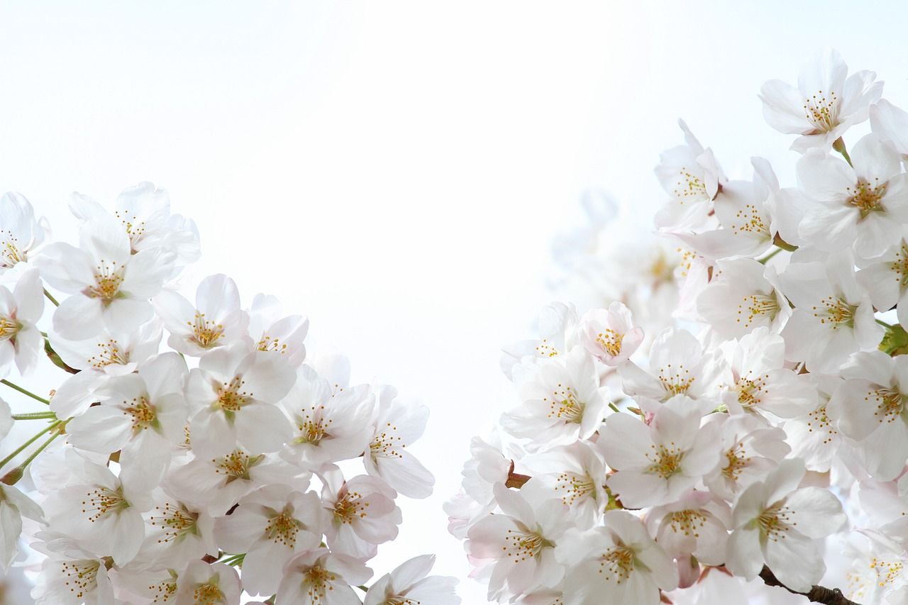 1280x853 Cherry Blossom Sakura Spring