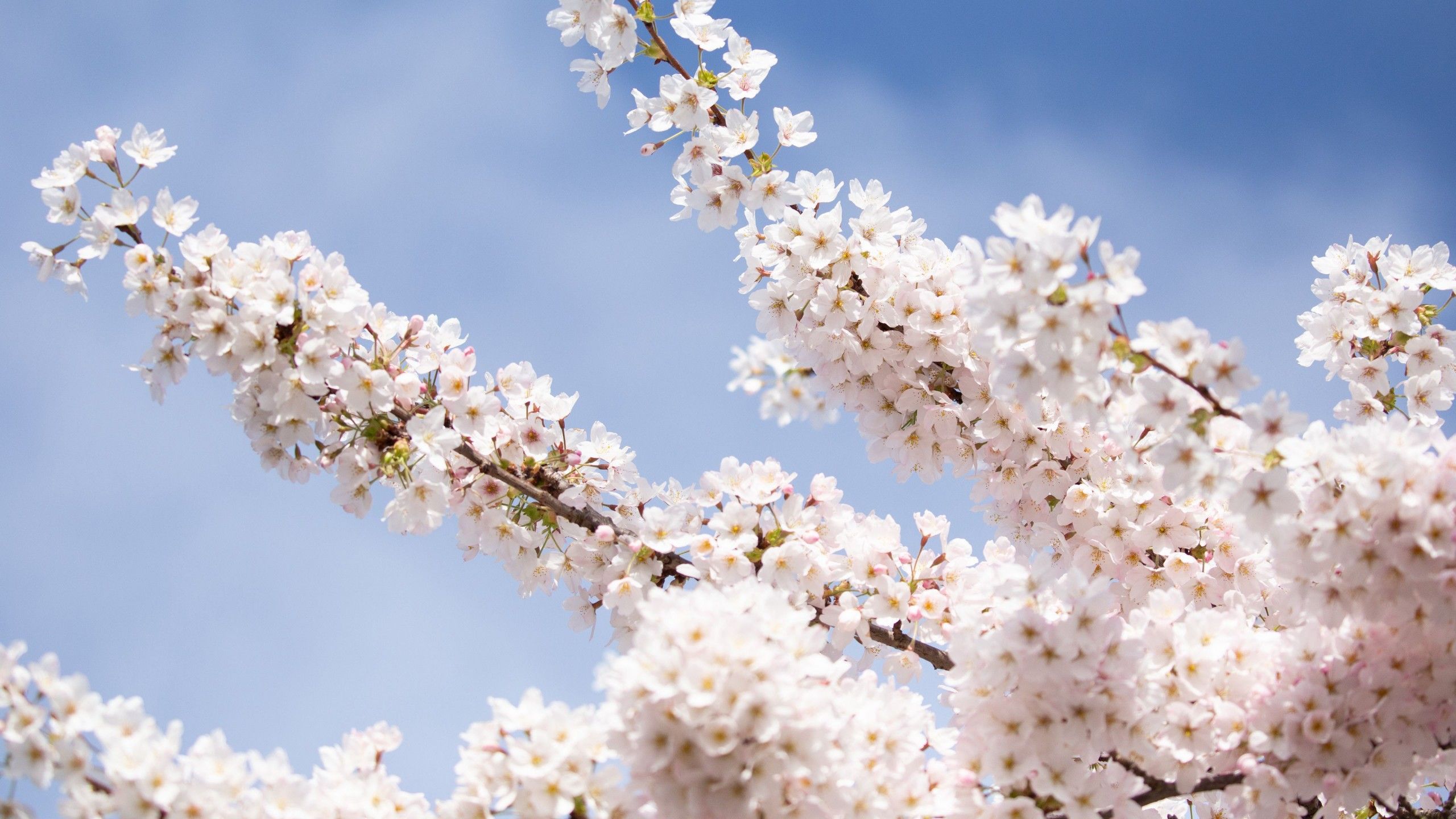 2560x1440 White Sakura Flowers Petals Tree Branches Blue Sky Background 4K HD Flowers Wallpaper